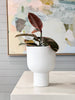 L&M Home Pots L&M Home Mona Curve Planter - Chalk (6661701599420)