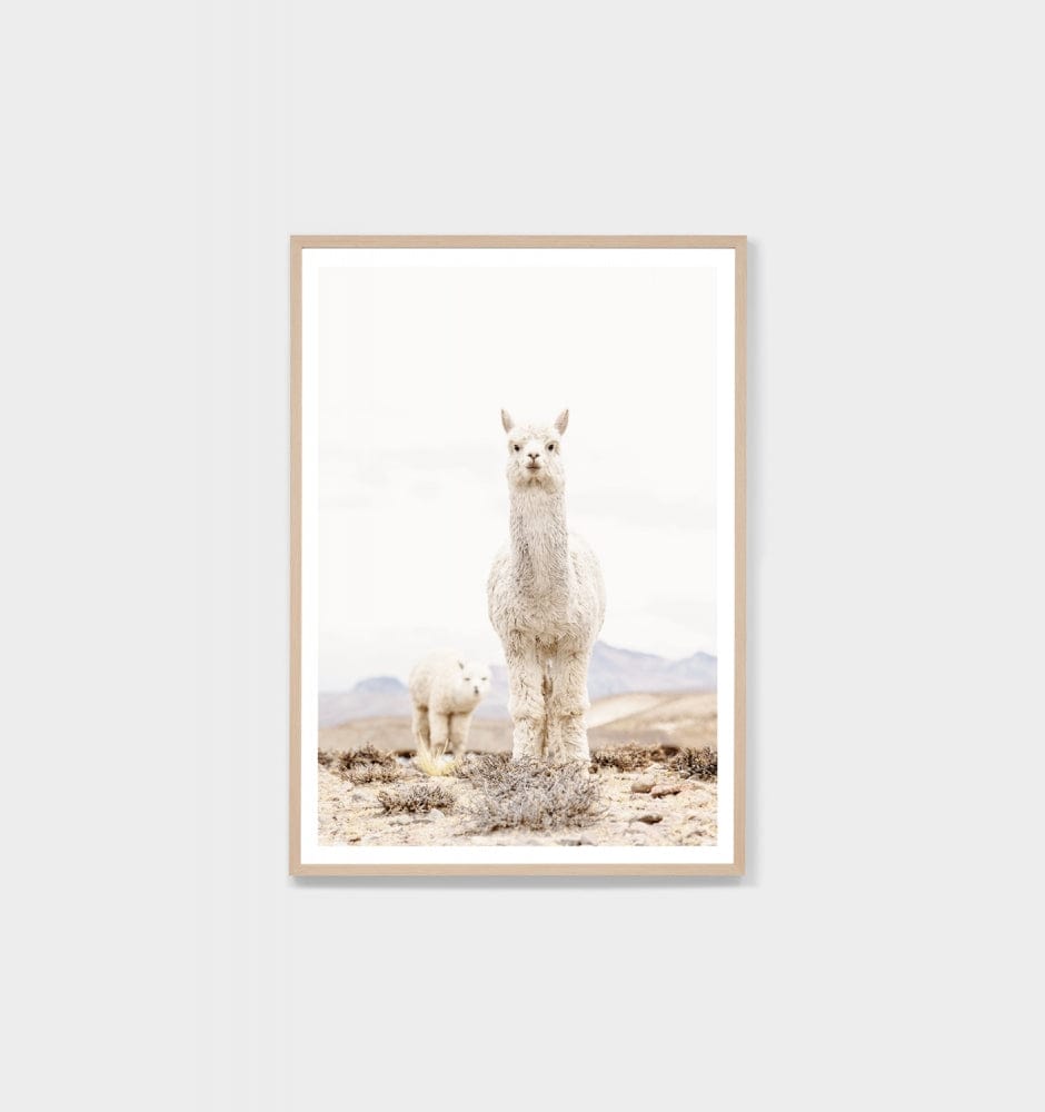 Middle of Nowhere Prints Middle of Nowhere 'Curious Llama' Framed Print