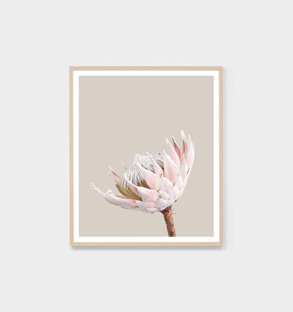 Middle of Nowhere Prints Middle of Nowhere King Protea Portrait 1 Print