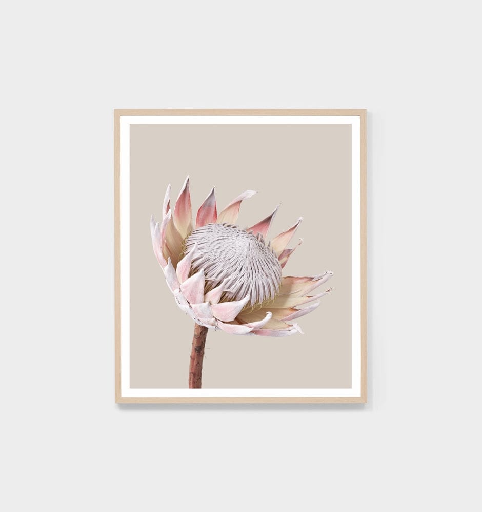 Middle of Nowhere Prints Middle of Nowhere King Protea Portrait 2 Print