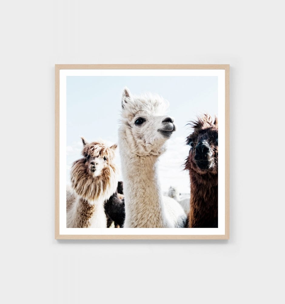 Middle of Nowhere Prints Middle of Nowhere Llama Friends Print (4545927151700)
