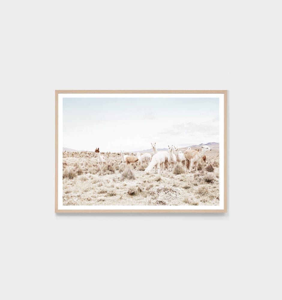 Middle of Nowhere Prints Middle of Nowhere Llama Landscape Print